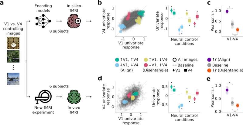 Computational models explore how regions of the visual cortex jointly represent visual information